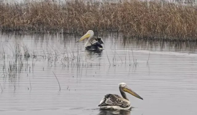 Samsun’da Yaralı Pelikanlar Doğal Yaşamına Döndü
