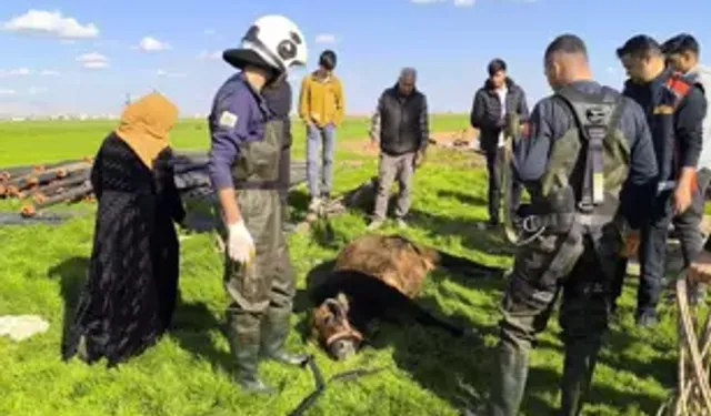 Kızıltepe’de Kuyuya Düşen İnek Kurtarıldı