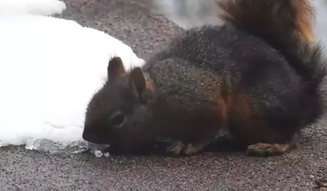 Uludağ’da Kar Keyfi: Susayan Sincap Kamerada