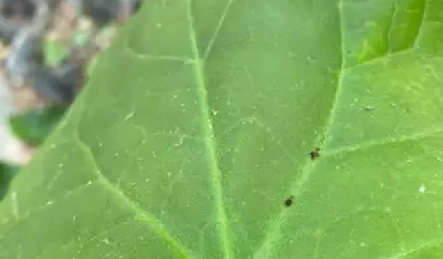 Kaz Dağları’nda Yeni Böcek Türü Keşfedildi