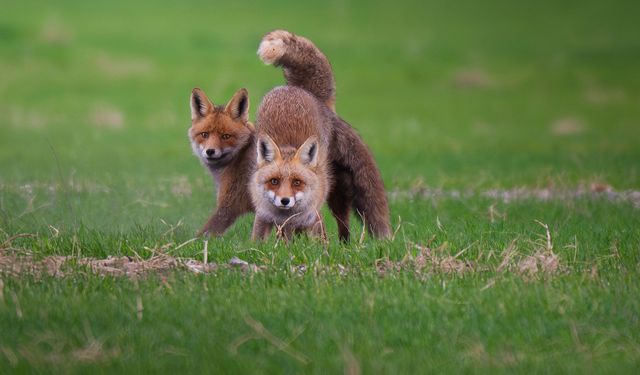 Erbaa’da Yavru Tilkiler Niyazi Gürgen’in Objektifine Takıldı