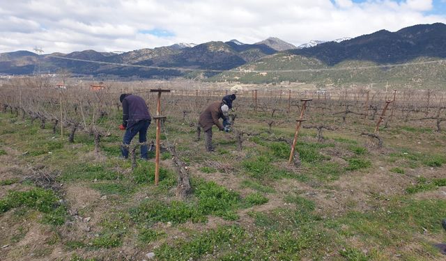 Erbaa’da Bağlarda “Bilinçli Budama” Seferberliği