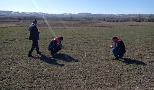 Artova’da Tarla Faresine Karşı Hububat Denetimi