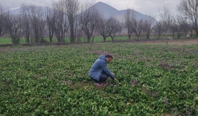 Turhal’da Güvenilir Gıda Seferberliği: Ispanak Tarlalarında Sıkı Takip!