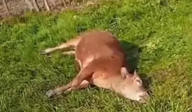 İpsala’da Danalara Tüfekli Saldırı: 2 Ölü