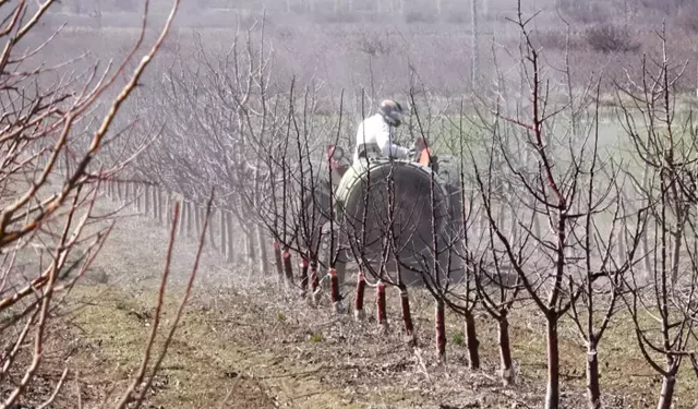Elmada Rekolte Umudu: 120 Bin Ton Bekleniyor