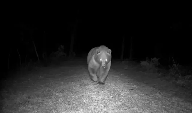 Safranbolu Ormanında Bozayı Fotokapana Yakalandı