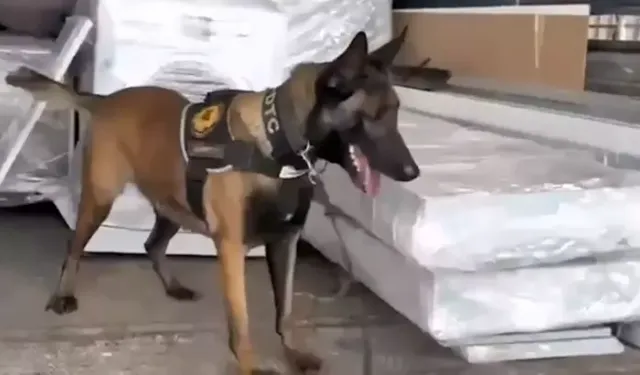 Osmaniye’de Narkotik Köpeği Jardi Türkiye Birincisi Oldu