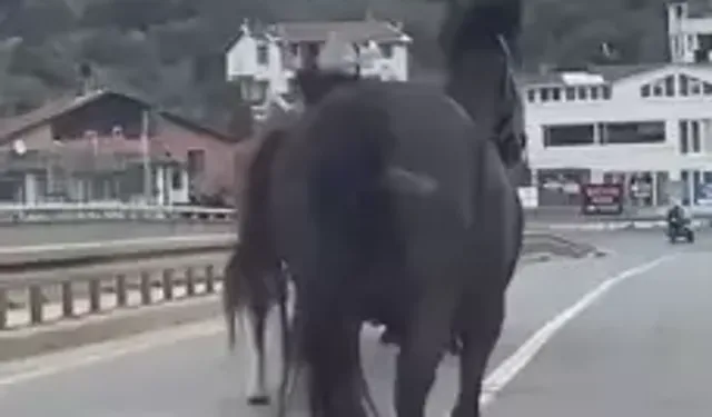 Beykoz’da Trafikte Altı Başıboş At Paniği