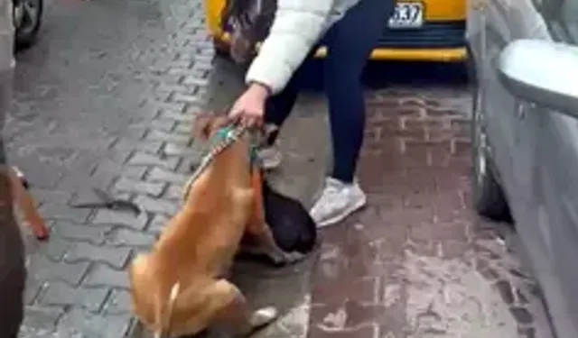 Çorlu’da Pitbull’un Saldırdığı Köpeğe 95 Bin TL Ceza