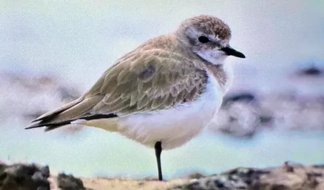 Antalya, Göçmen Kuşların Nadir Duraklarından Biri