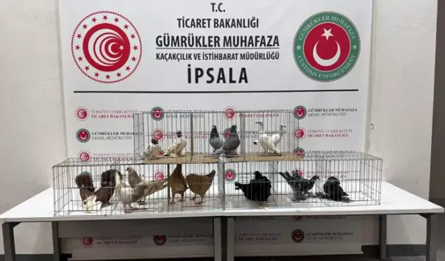 İpsala’da Minibüste Kaçak Alpaka ve Kanatlılar Yakalandı