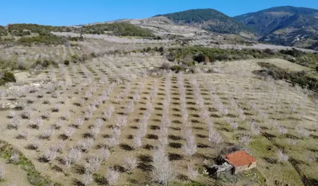 Demirci’de Badem Çiçekleri Görsel Şölen Oluşturdu