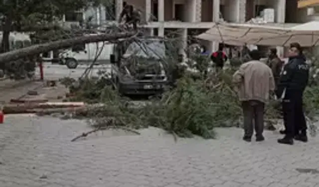 Şiddetli Rüzgar Ağacı Devirdi: Minibüs Zarar Gördü
