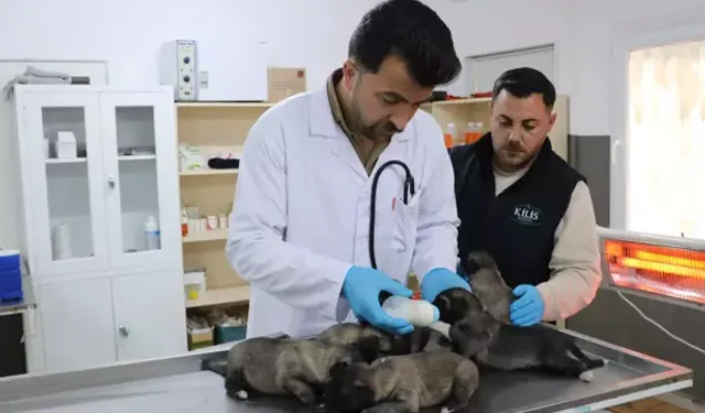 Yangından Kurtarılan 6 Yavru Köpek Tedavi Altına Alındı