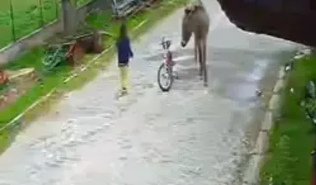 Afyonkarahisar’da 4 Yaşındaki Çocuğa Eşek Saldırdı