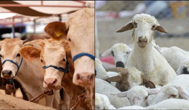 Hayvancılık Desteklemelerinde 2. Dönem Başlıyor: Erbaalı Çiftçilere Önemli Duyuru