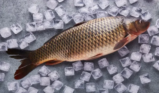 Tokat’ta Sazangillere Av Yasağı Başlıyor: Balıkların Üreme Dönemi Korunacak