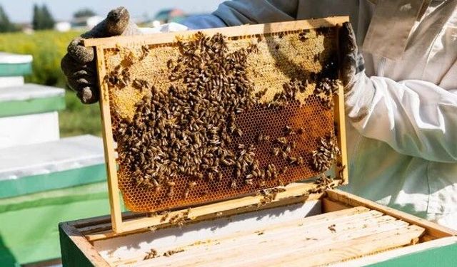 Tokat’ta Gezginci Arıcılıkta Yeni Dönem: Sevk İşlemleri Haritadan Yapılacak