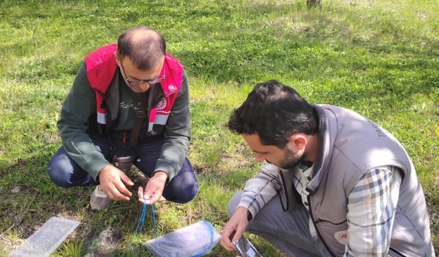 Turhal’da "Kahverengi Kokarca" Seferberliği: Köylere Feromon Tuzaklar Kuruldu!