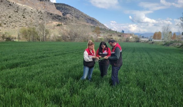 Turhal’da Hububat Mesaisi: Teknik Ekipler Sahaya İndi, Gelişim Tam Not Aldı!