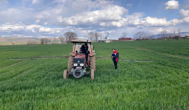 Zile’de Hububat Mesaisi: Teknik Ekipler Tarlalarda Hastalık Avında!