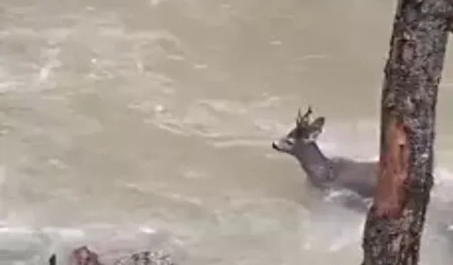 Kastamonu’da Karaca, Çayı Aşarak Ormana Geçti