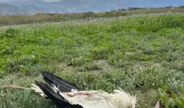 Göç Yolundaki Leylekler Tüfekle Yaralandı, Biri Öldü