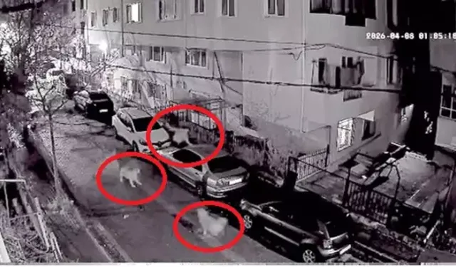 Sokakta Panik: Köpeklerden Kaçan Adam Araç Üzerine Çıktı