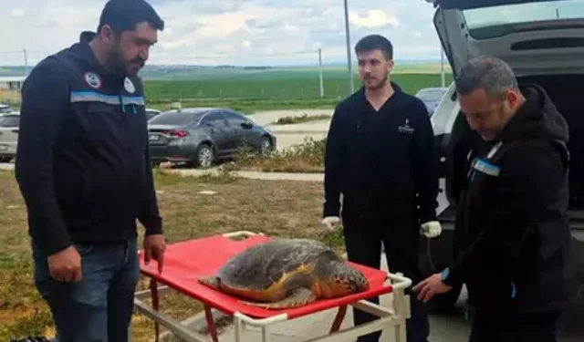 Balıkçı Ağlarına Takılan Ölü Caretta İncelemeye Alındı