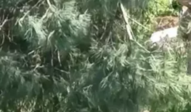 Avcılar’da 10 Saat Ağaçta Mahsur Kalan Kedi Kurtarıldı