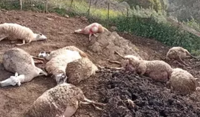 Çine’de Kurt Saldırısı: 12 Koyun Telef Oldu