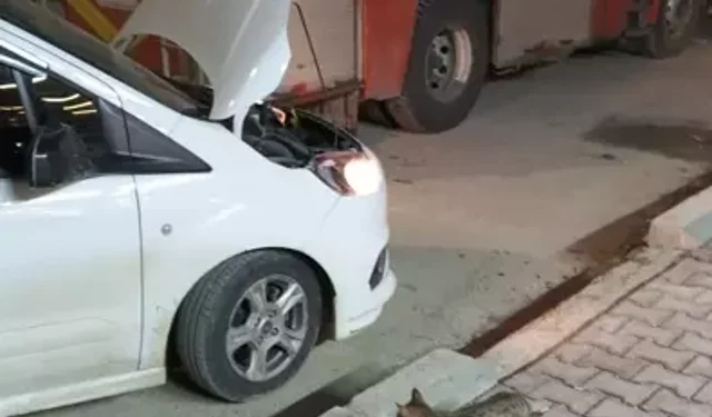 Araç Motorunda Mahsur Kalan 4 Yavru Kedi Kurtarıldı