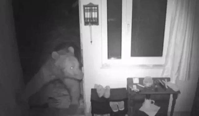 Trabzon’da Yayla Evlerine Giren Bozayılar Kamerada