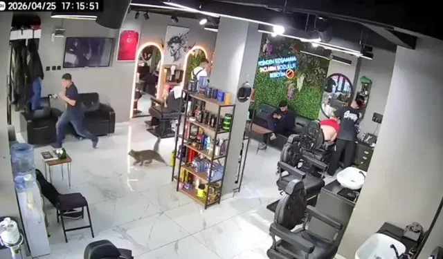 Sultangazi’de Kuaförde Kedi Müşterileri Kovalamaca Yaptı