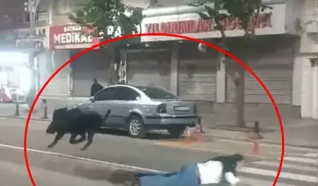 Batman’da Yaban Domuzu Saldırısı: 3 Yaralı Taburcu