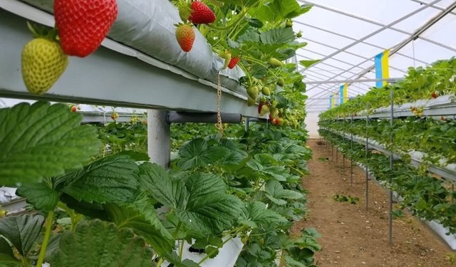 Erbaa’da Topraksız Tarımda İlk Hasat: Modern Yöntem Umut Oldu