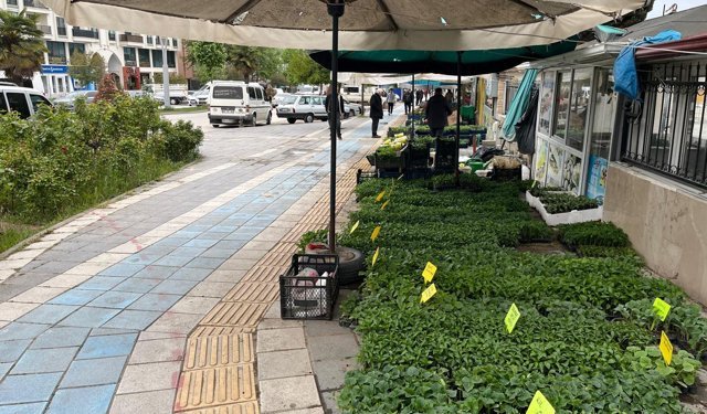 Erbaa’da Fide Sezonu Açıldı: Domates, Biber ve Patlıcan Fideleri Tezgâhta