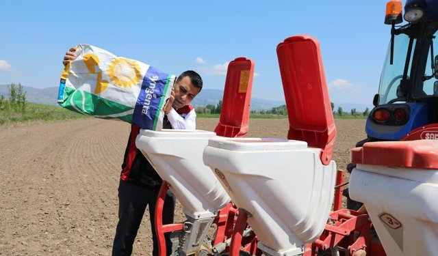Tokat’ta Ayçiçeği Seferberliği: 2 Bin 613 Çiftçiye Dev Tohum Desteği!