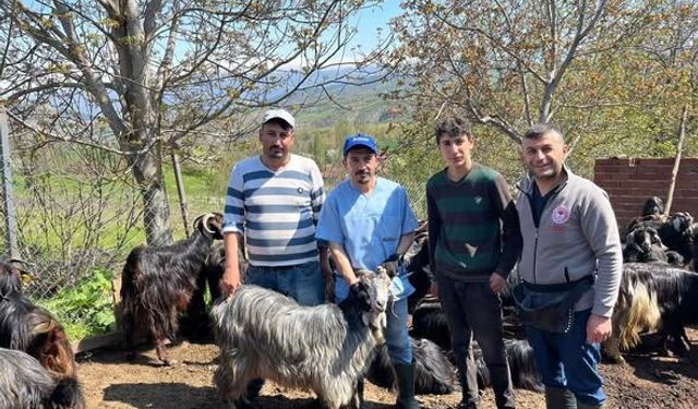 Erbaa’da Küçükbaş Hayvanlar Kayıt Altına Alınıyor: Küpeleme Seferberliği