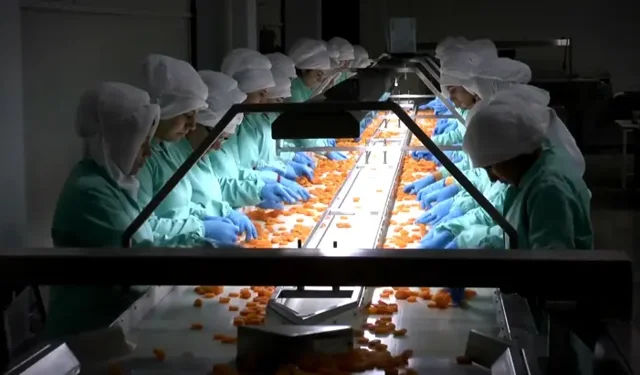 Zirai Dona Rağmen 255 Milyon Dolarlık Kayısı İhracatı