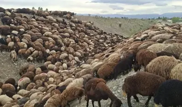 Iğdır’da Arı Saldırısı: Bin Koyun Telef Oldu