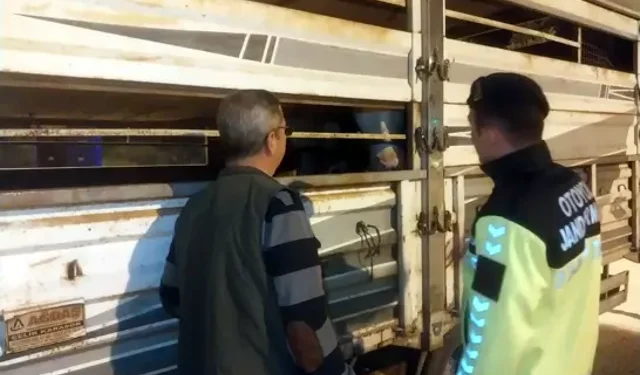 Havsa'da Belgesiz Hayvan Sevkine Ağır Darbe: 42 Bin TL Ceza!