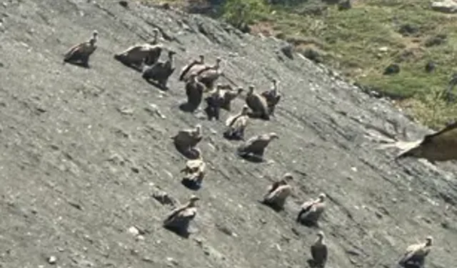 Özveren Köyü’nde Akbaba Sürüsü Görüldü