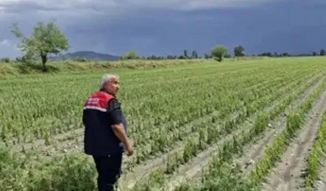 Dolu ve Sel Sonrası Tarım Arazilerinde Hasar Tespiti Başladı