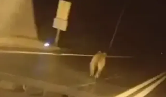 Duroğlu Tüneli’nde Bozayı Görüntülendi