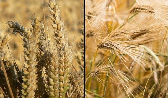 Tokatlı Çiftçilere Uyarı: Pas Hastalığı Riski Kapıda!