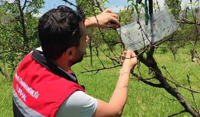 Turhal’da Meyve Bahçelerinde "Erken Uyarı, Etkin Mücadele" Dönemi