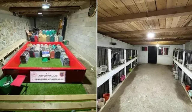 Artvin'de 'Horoz Dövüşü' Operasyonu; 39 Kişiye Toplam 508 Bin 248 TL Ceza