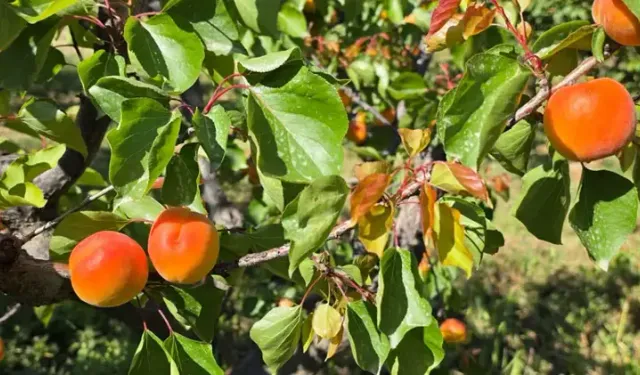 Mut Kayısısında Rekolte Artışı Üreticiyi Mutlu Etti